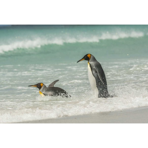 East Falkland King penguins in beach surf
